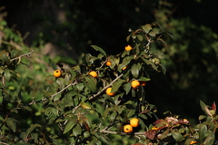 Crataegus mexicana