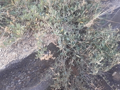 Atriplex portulacoides
