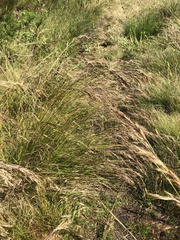 Capeochloa cincta