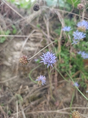 Jasione