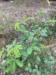Crotalaria spectabilis