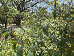 Pavonia sepium