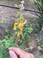 Crotalaria spectabilis