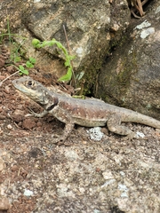 Tropidurus torquatus