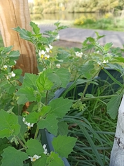 Solanum sarrachoides