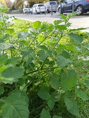 Solanum sarrachoides