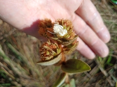 Myrcia