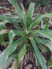 Dracaena aletriformis
