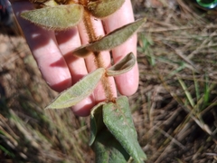 Myrcia