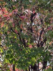 Acer griseum