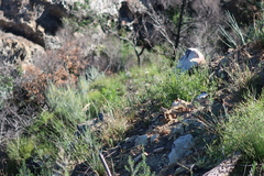 Aspalathus florifera