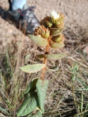 Myrcia