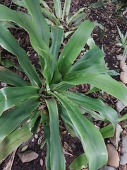 Dracaena aletriformis
