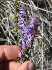 Lobelia fenestralis