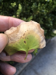 Bartheletia paradoxa