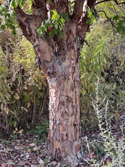 Acer griseum