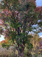 Acer griseum