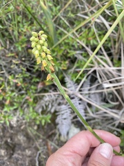 Gomphichis