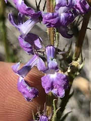 Lobelia fenestralis