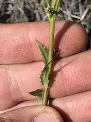 Lobelia fenestralis