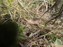 Humbe tenuicornis