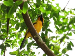 Icterus nigrogularis