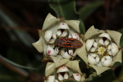Spilostethus rivularis