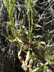 Lobelia fenestralis