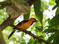 Icterus nigrogularis