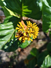 Palicourea rigida
