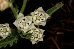 Pachycarpus schinzianus