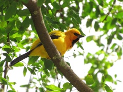 Icterus nigrogularis