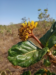 Palicourea rigida