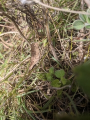 Humbe tenuicornis