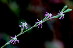 Silene burchellii