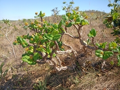 Palicourea rigida