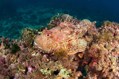 Scorpaena scrofa
