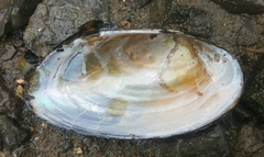 Utterbackiana implicata