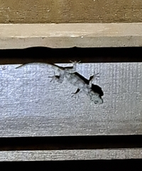 Gekko chinensis