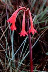 Cyrtanthus contractus