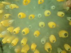 Polycitor giganteus