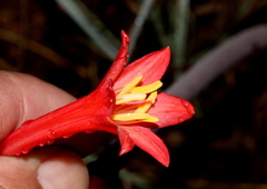 Cyrtanthus contractus