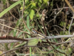 Epacrocatantops curvicercus