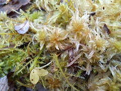 Sphagnum subnitens