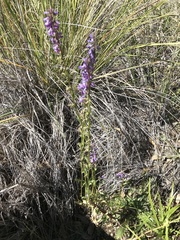 Lobelia fenestralis