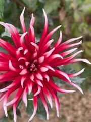 Aechmea fasciata