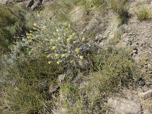Image of Lasiosiphon burchellii by no rights reserved