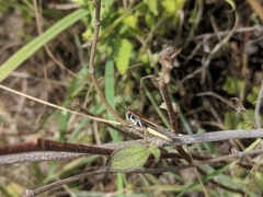 Epacrocatantops curvicercus