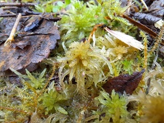 Sphagnum subnitens