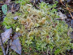 Sphagnum subnitens